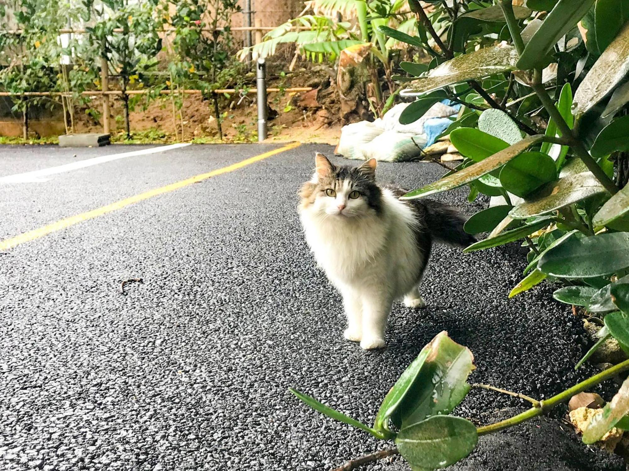 Niruyakanaya Bise - Vacation Stay 36704V エクステリア 写真